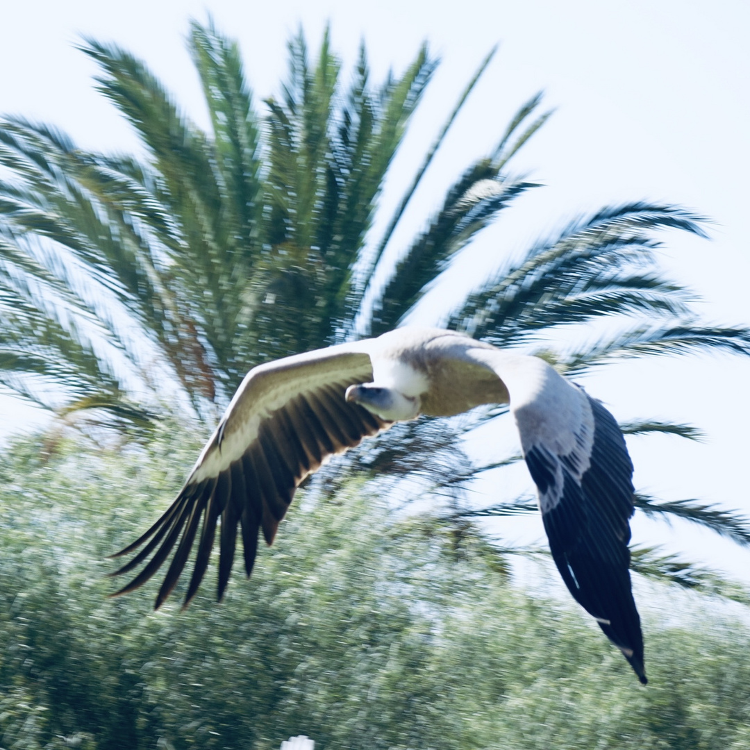 Vogelshow Oasispark Fuerteventura 