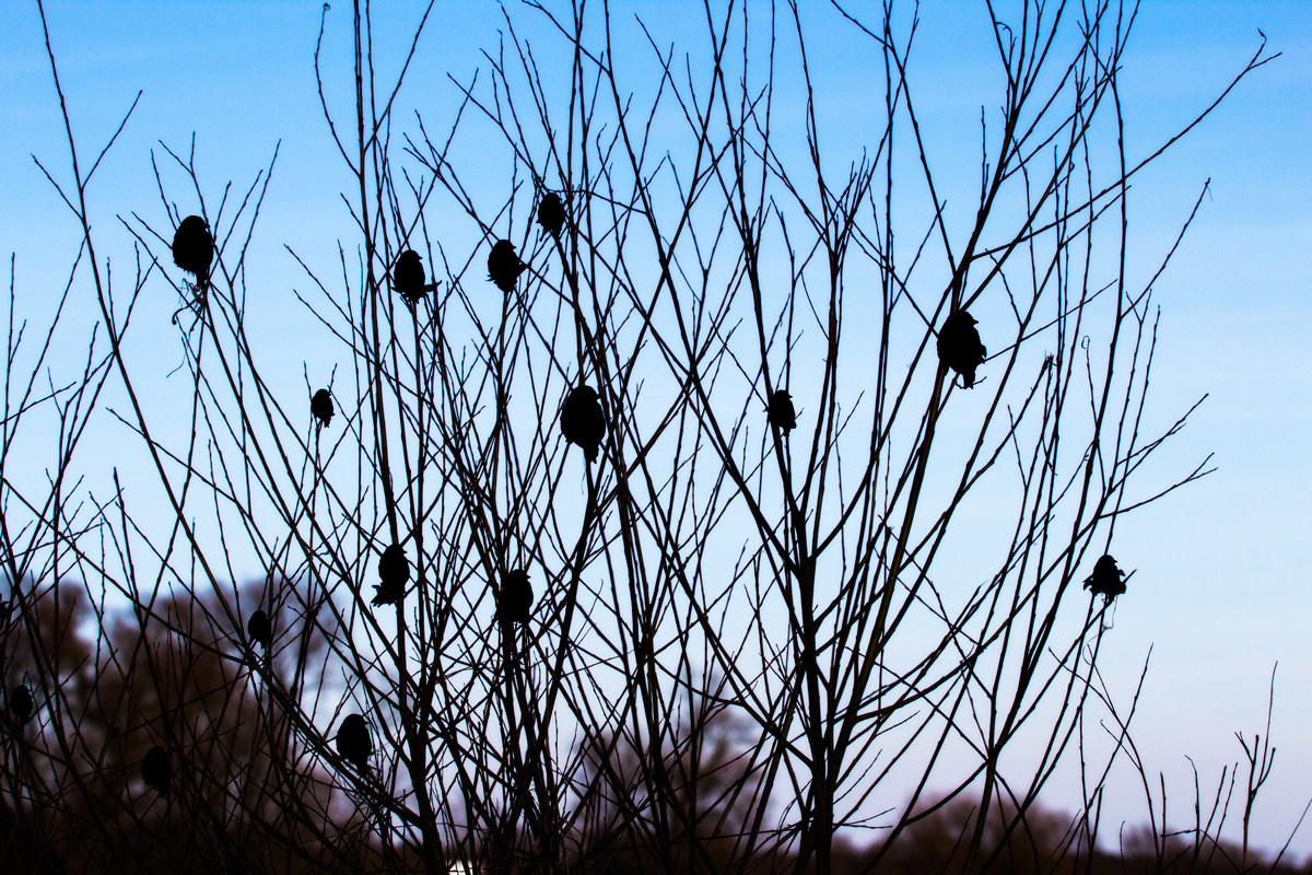 Vogelsilhouetten