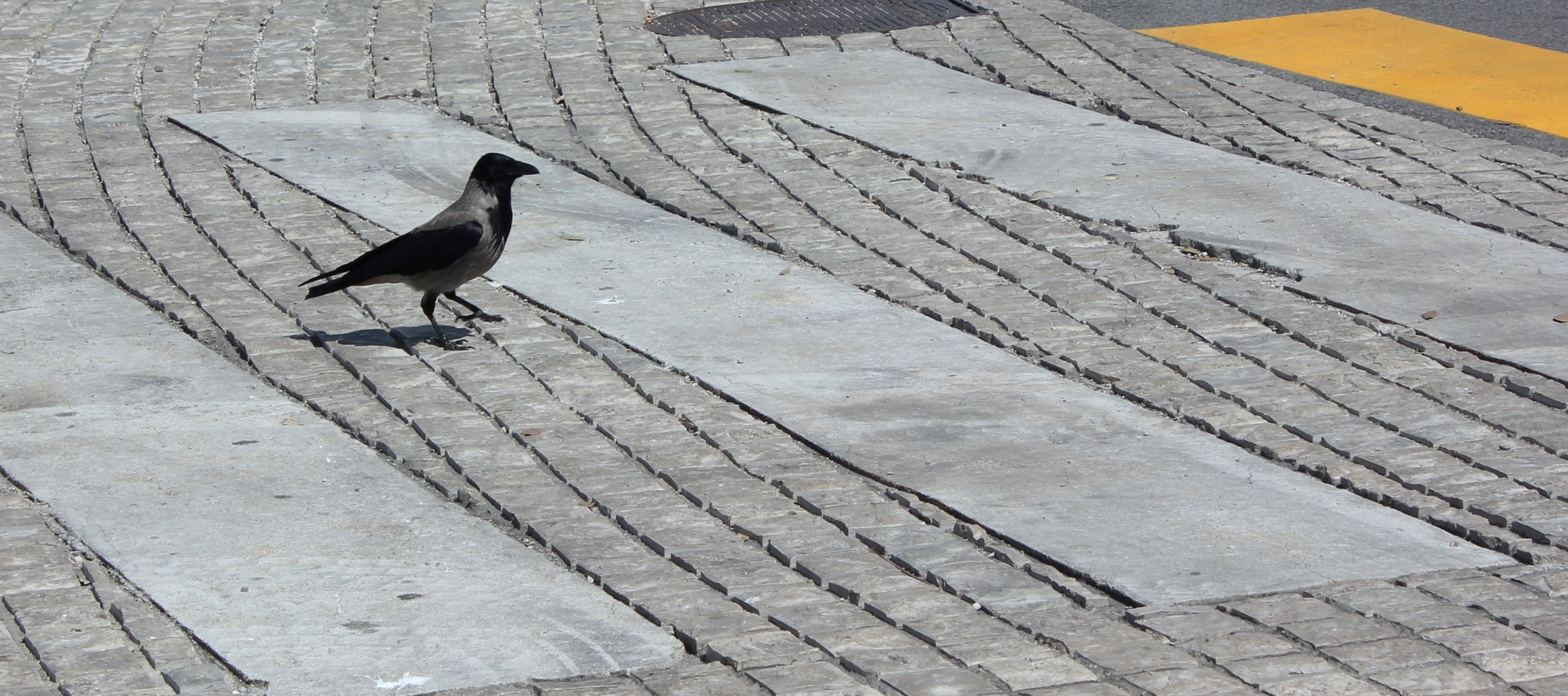 Vogelspaziergang mal anders