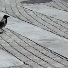 Vogelspaziergang mal anders