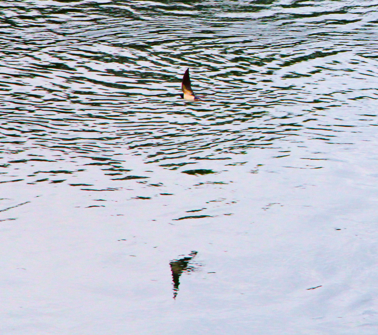 Vogelspiegelung an der Donau