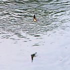 Vogelspiegelung an der Donau