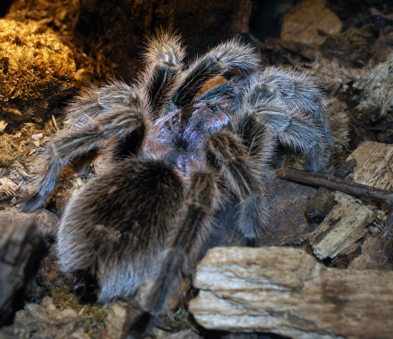 Vogelspinne Foto & Bild tiere, zoo, wildpark & falknerei, insekten