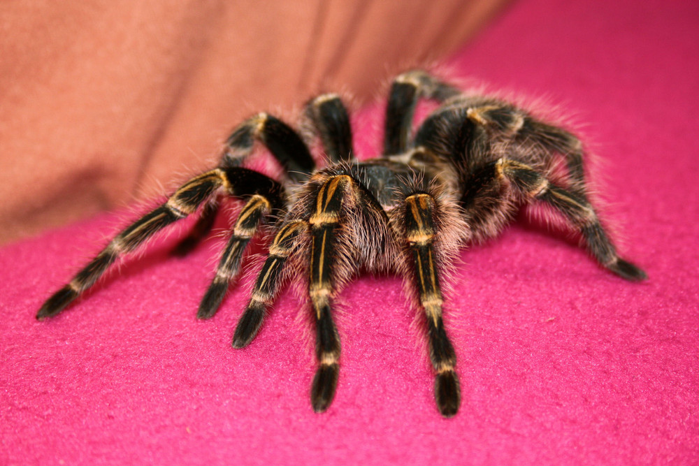 Vogelspinne (Acanthoscurria geniculata)