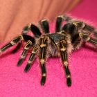 Vogelspinne (Acanthoscurria geniculata)