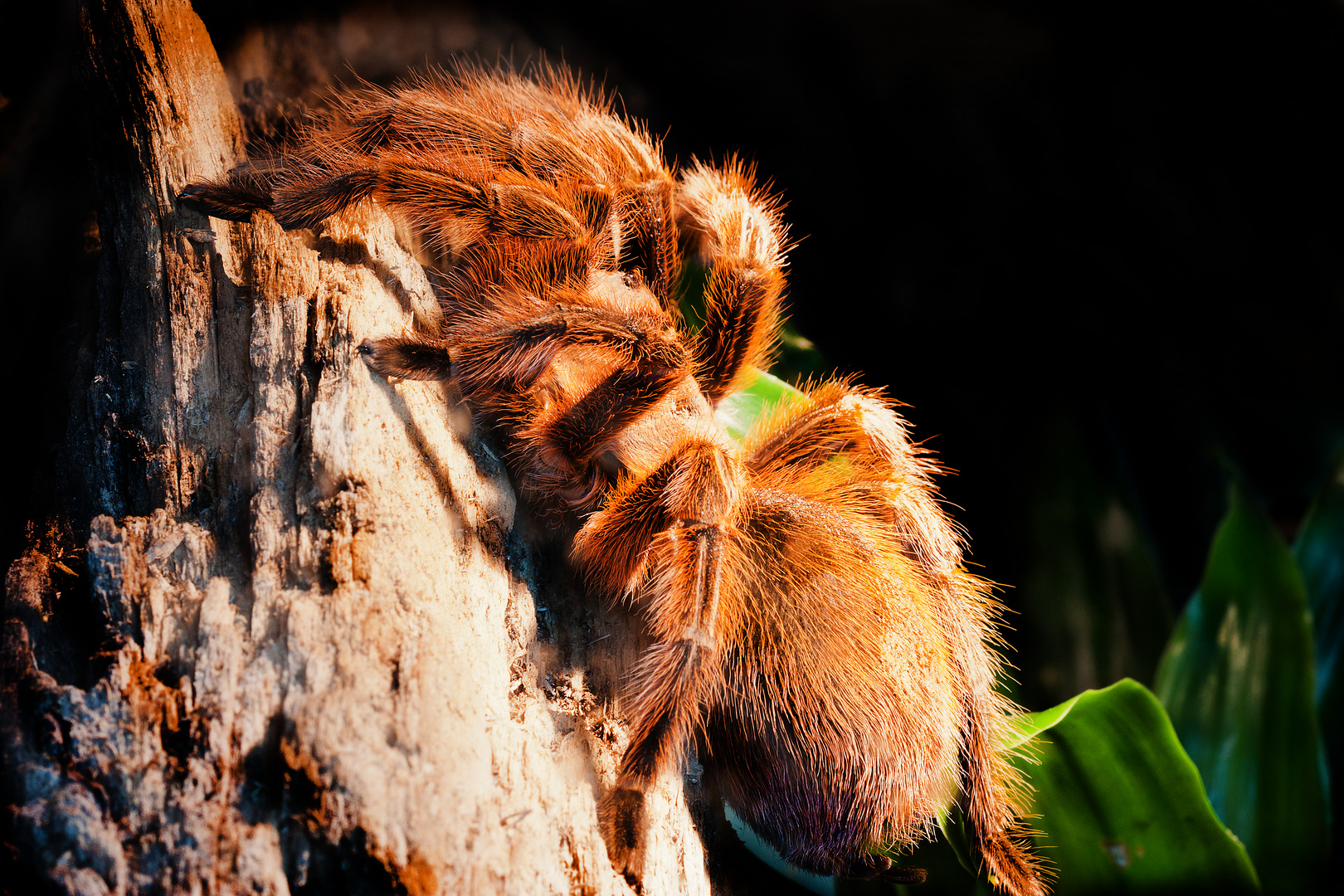 Vogelspinne