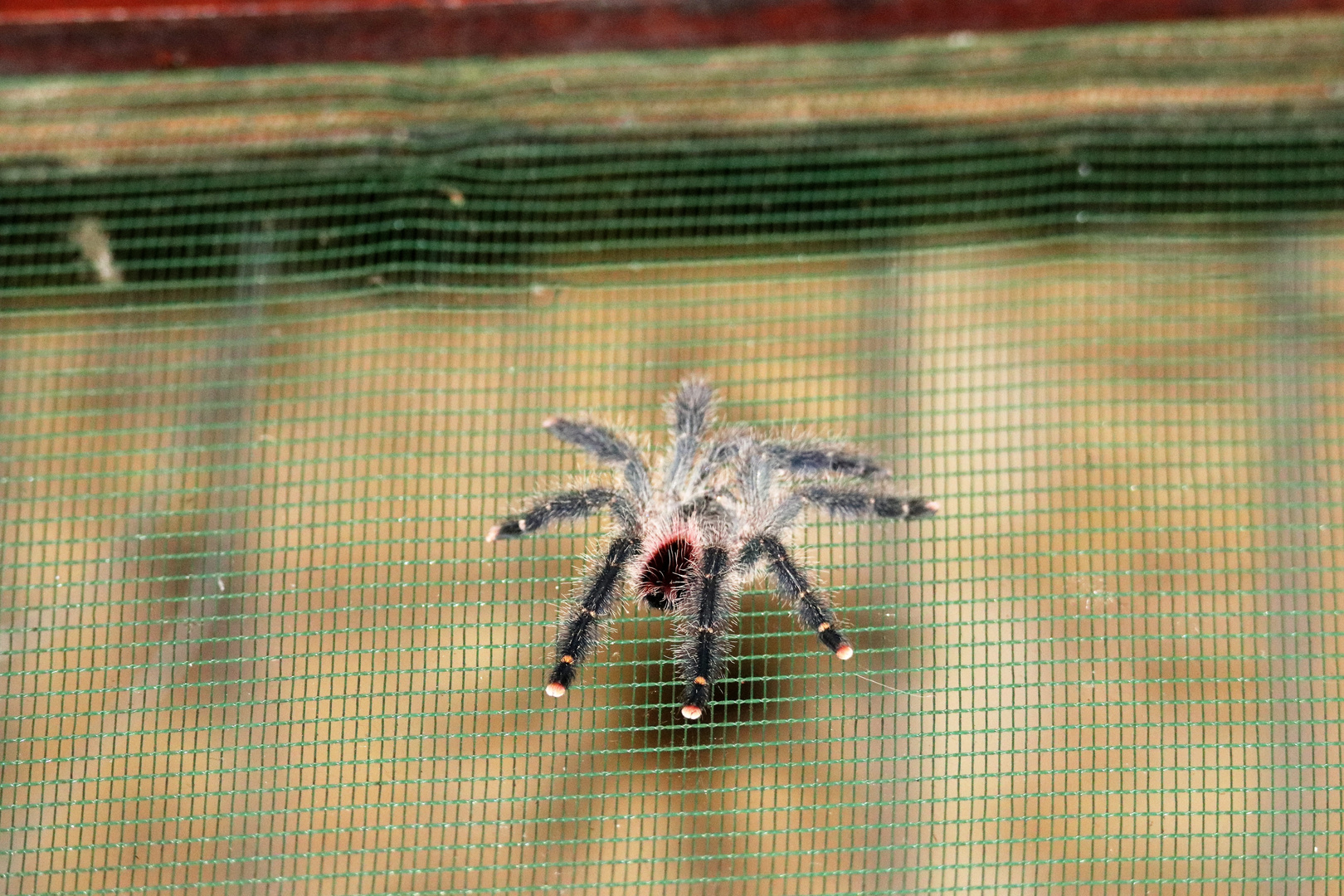 Vogelspinne am Fenster !