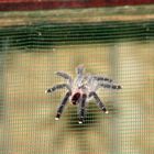 Vogelspinne am Fenster !