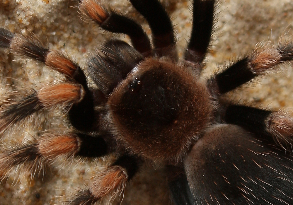 Vogelspinne - Auge in Auge