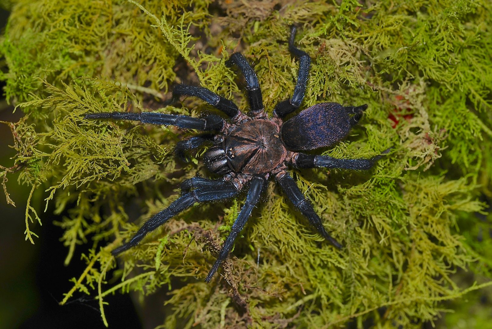 Vogelspinne aus dem Nebelwald von Ecuador