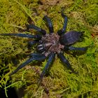 Vogelspinne aus dem Nebelwald von Ecuador