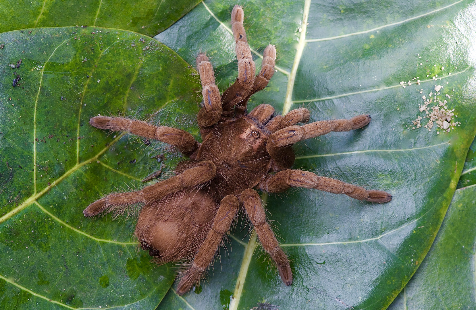 Vogelspinne aus dem Nebelwald von Kolumbien