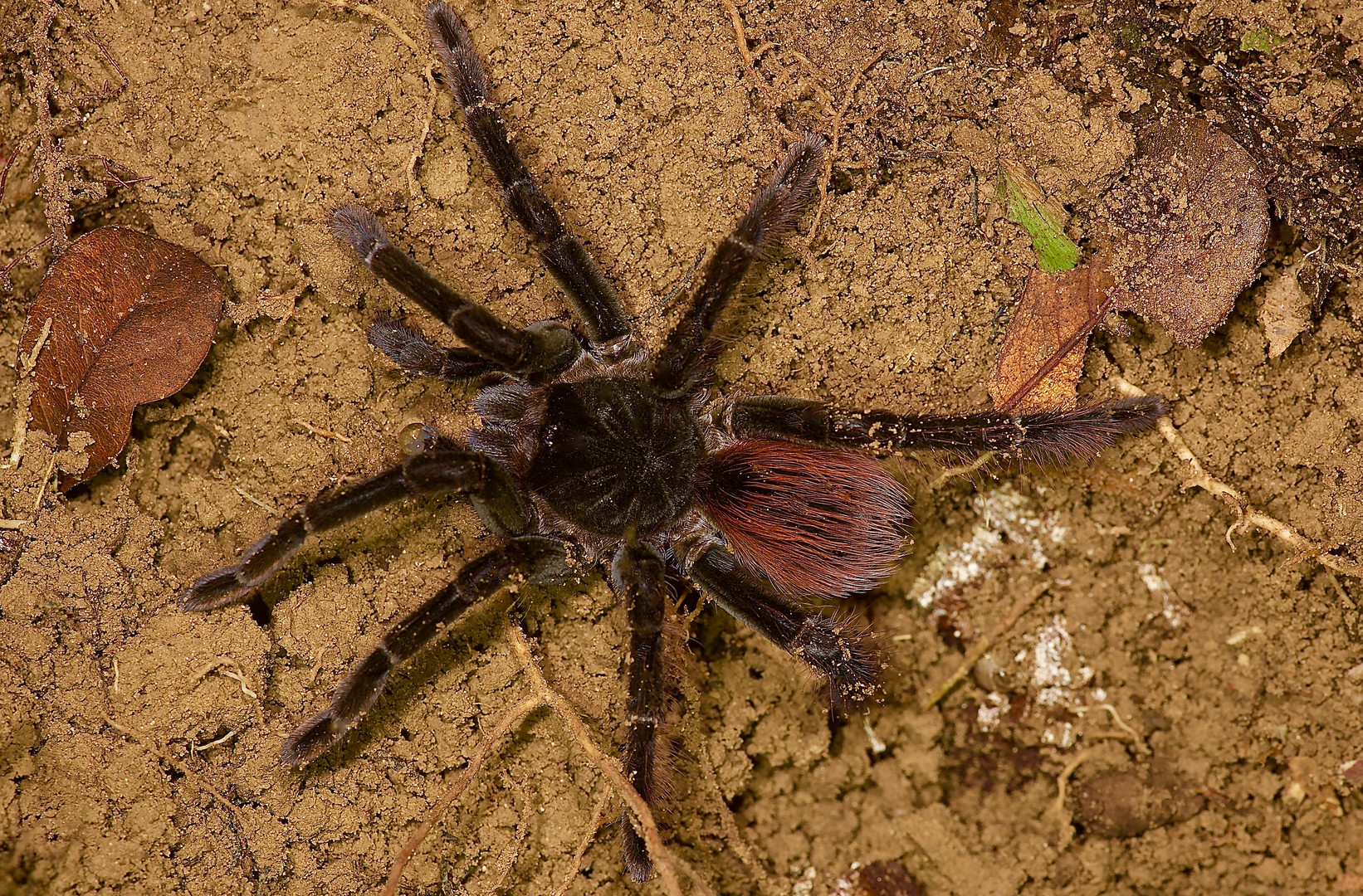 Vogelspinne aus dem Tieflandregenwald von Kolumbien