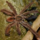 Vogelspinne aus dem Tropischen Regenwald von Ecuador