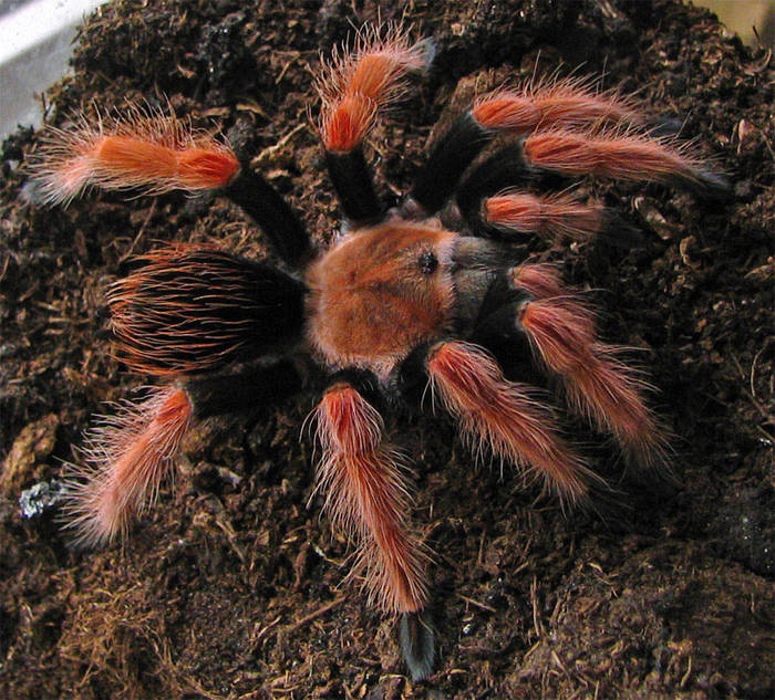 Vogelspinne B. Boehmei