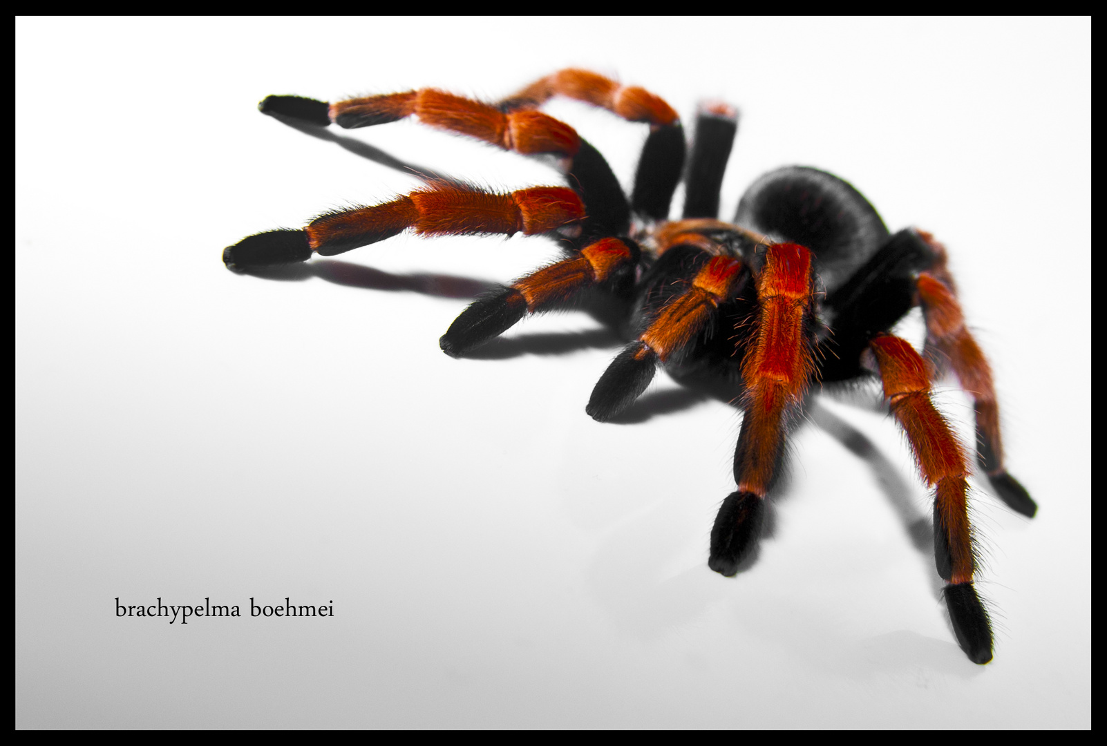 Vogelspinne - Brachypelma Boehmei