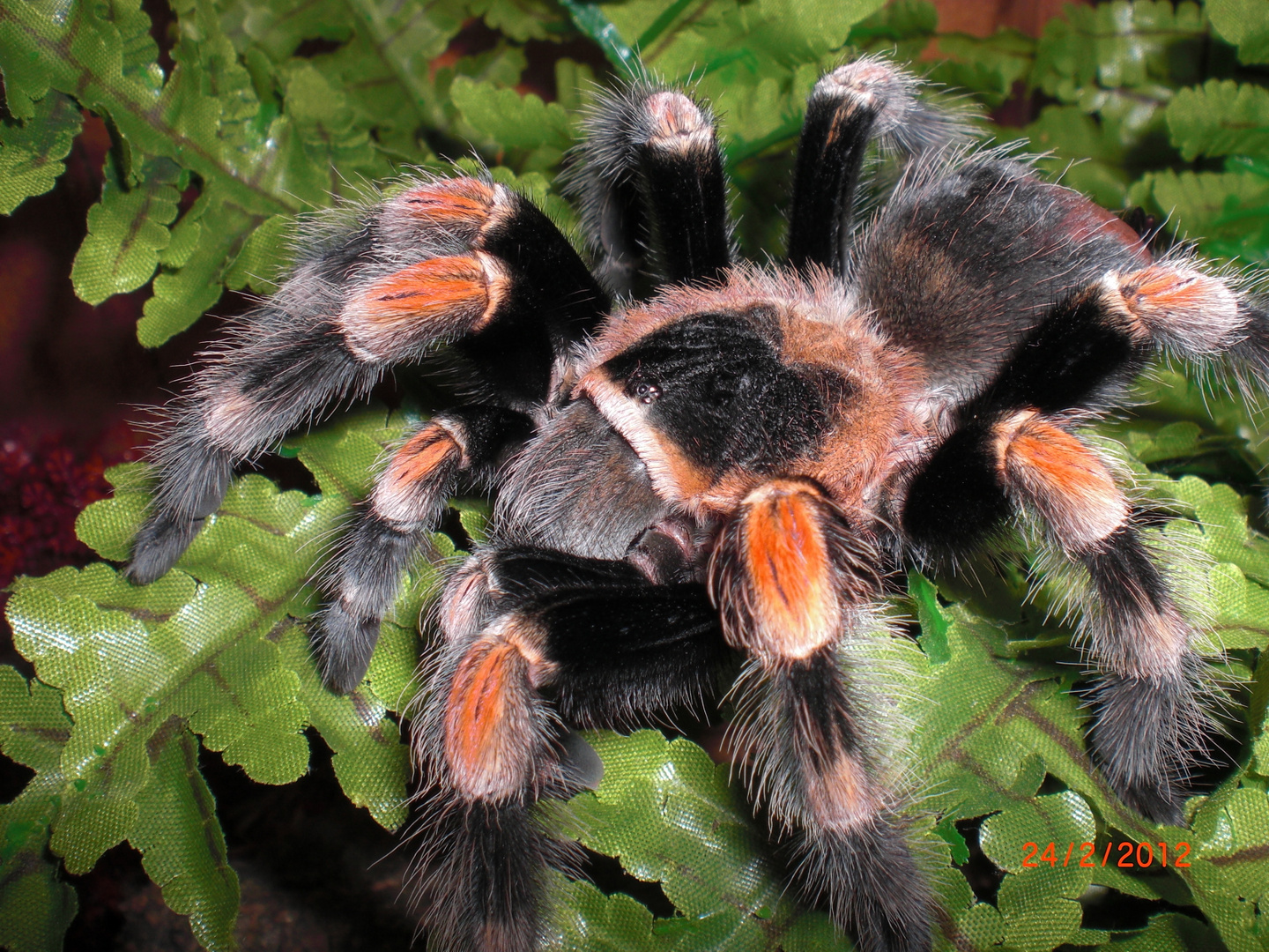 Vogelspinne- Brachypelma