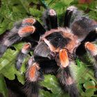 Vogelspinne- Brachypelma