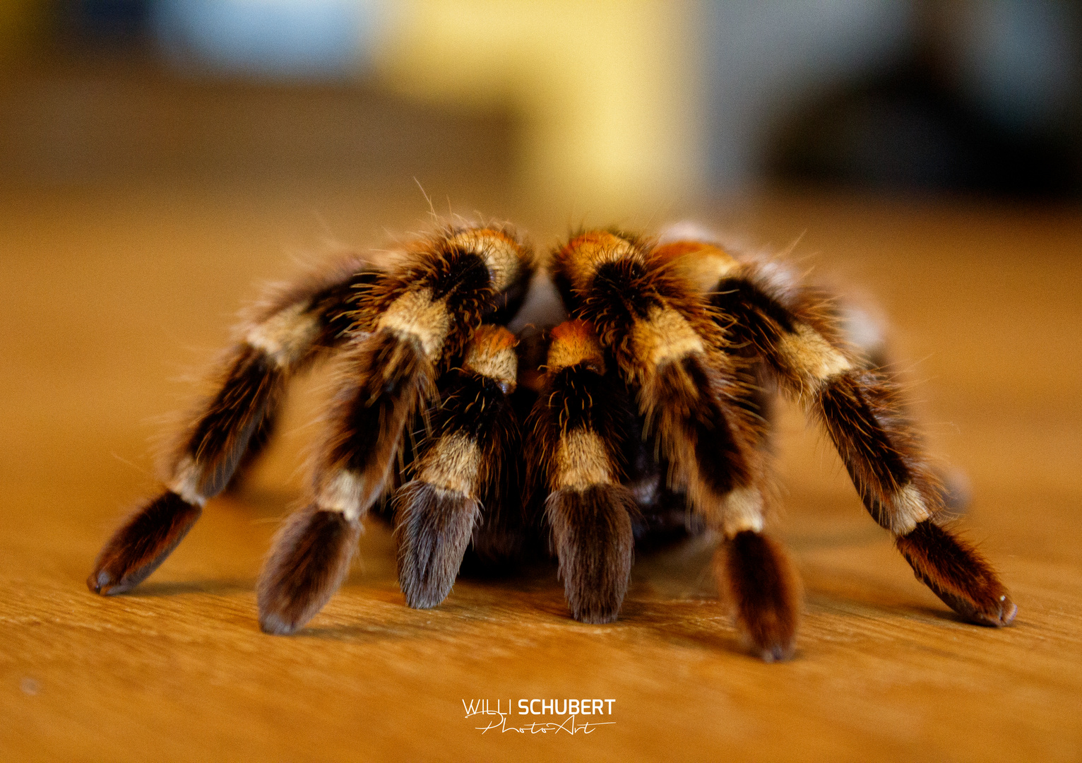 Vogelspinne Brachypelma smithi