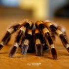 Vogelspinne Brachypelma smithi