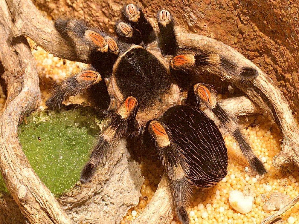 Vogelspinne Brachypelma smithi