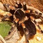 Vogelspinne Brachypelma smithi