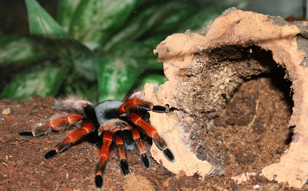 Vogelspinne (Brachypelma Smithi) Brasilien