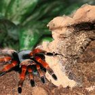 Vogelspinne (Brachypelma Smithi) Brasilien