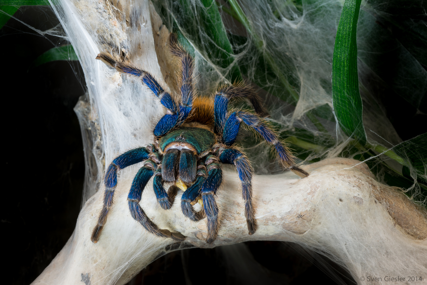 Vogelspinne, Chromatopelma, cyaneopubescens