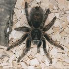 Vogelspinne Esmeralda - grammostola rosea