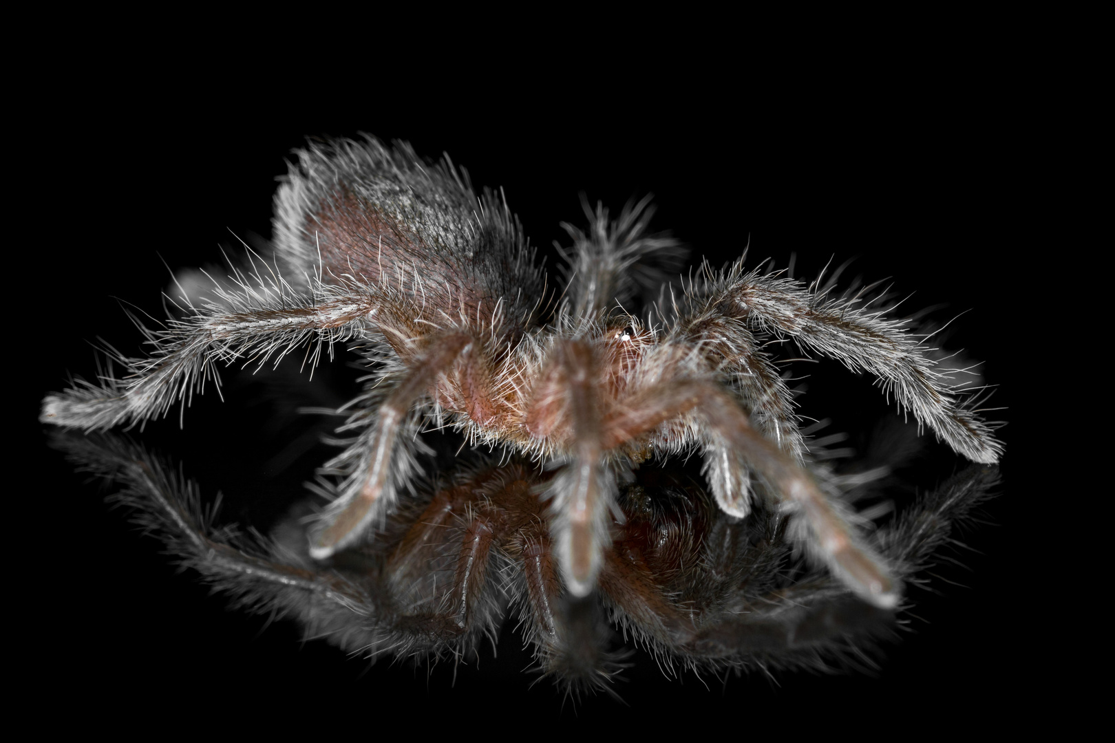 Vogelspinne - Grammostola pulchra