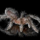 Vogelspinne - Grammostola pulchra