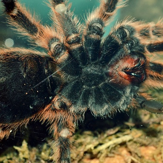 vogelspinne grammostola rosea