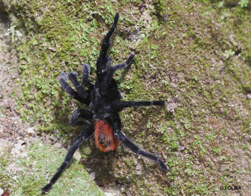 Vogelspinne in Tikal