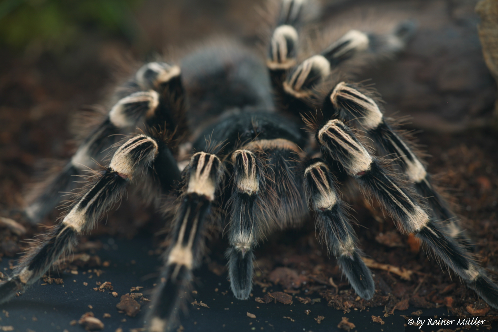 Vogelspinne in voller Pracht