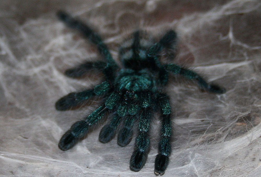 Vogelspinne Jungtier (Acanthoscurria geniculata)