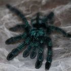 Vogelspinne Jungtier (Acanthoscurria geniculata)