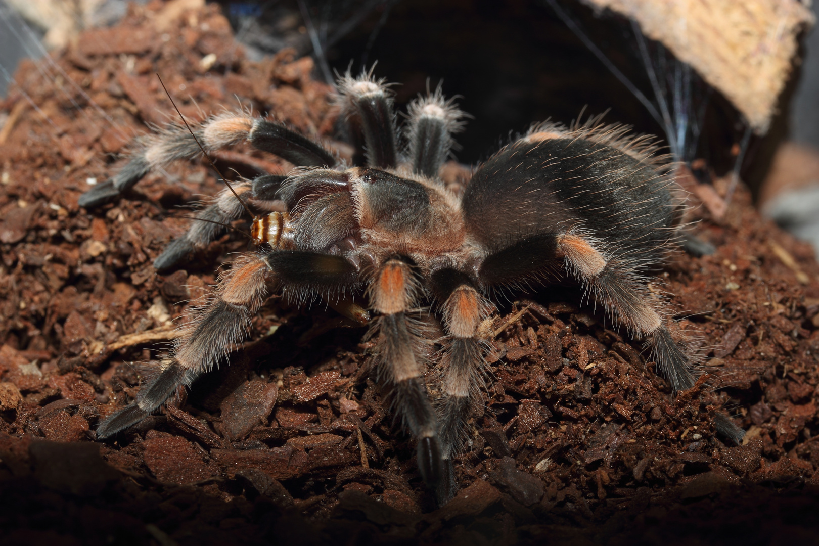 Vogelspinne mit Beute