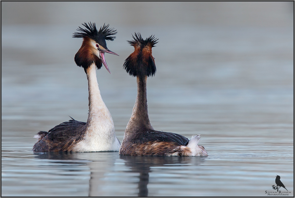 Vogelsprache