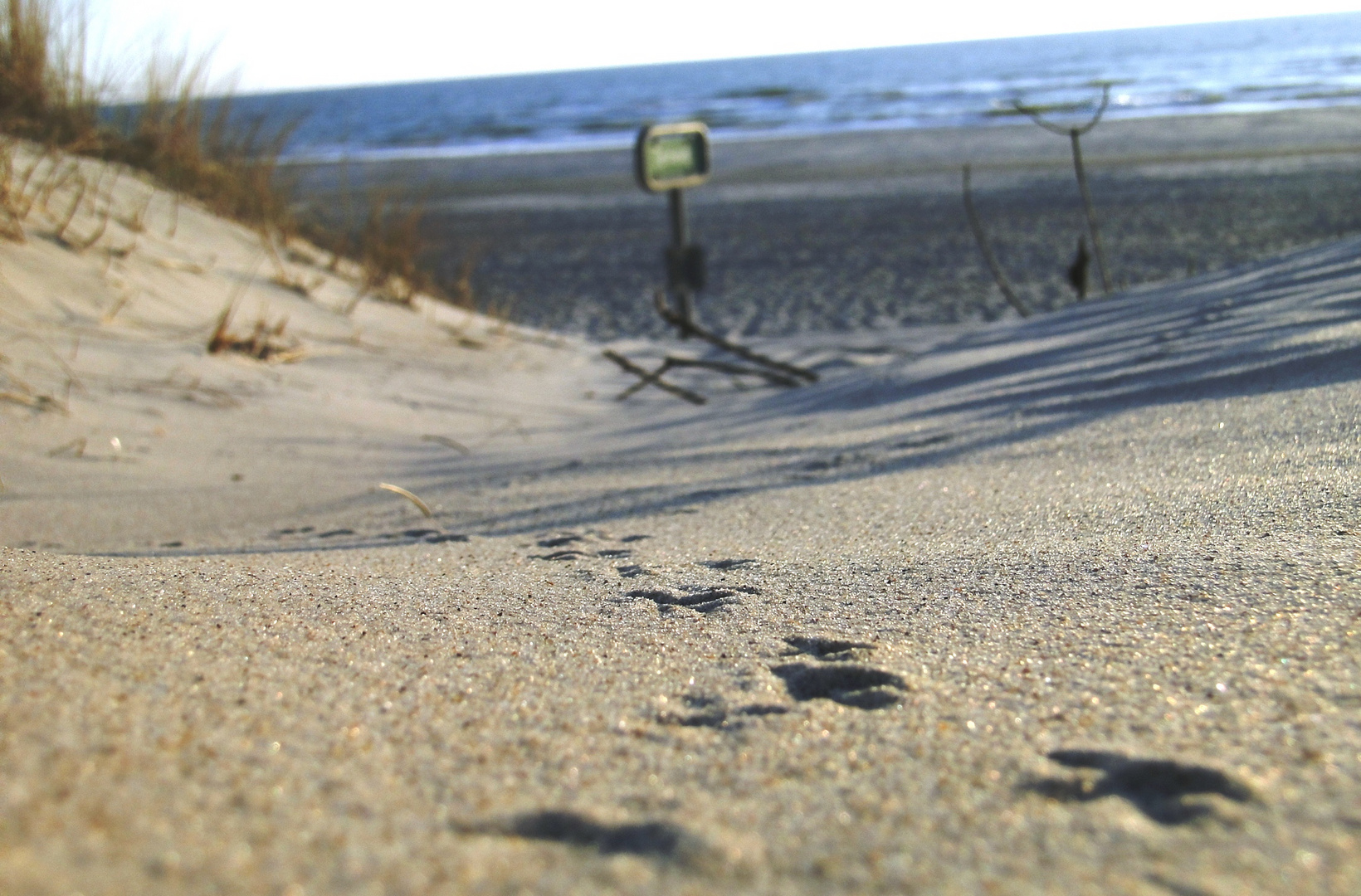 Vogelspur im Sand