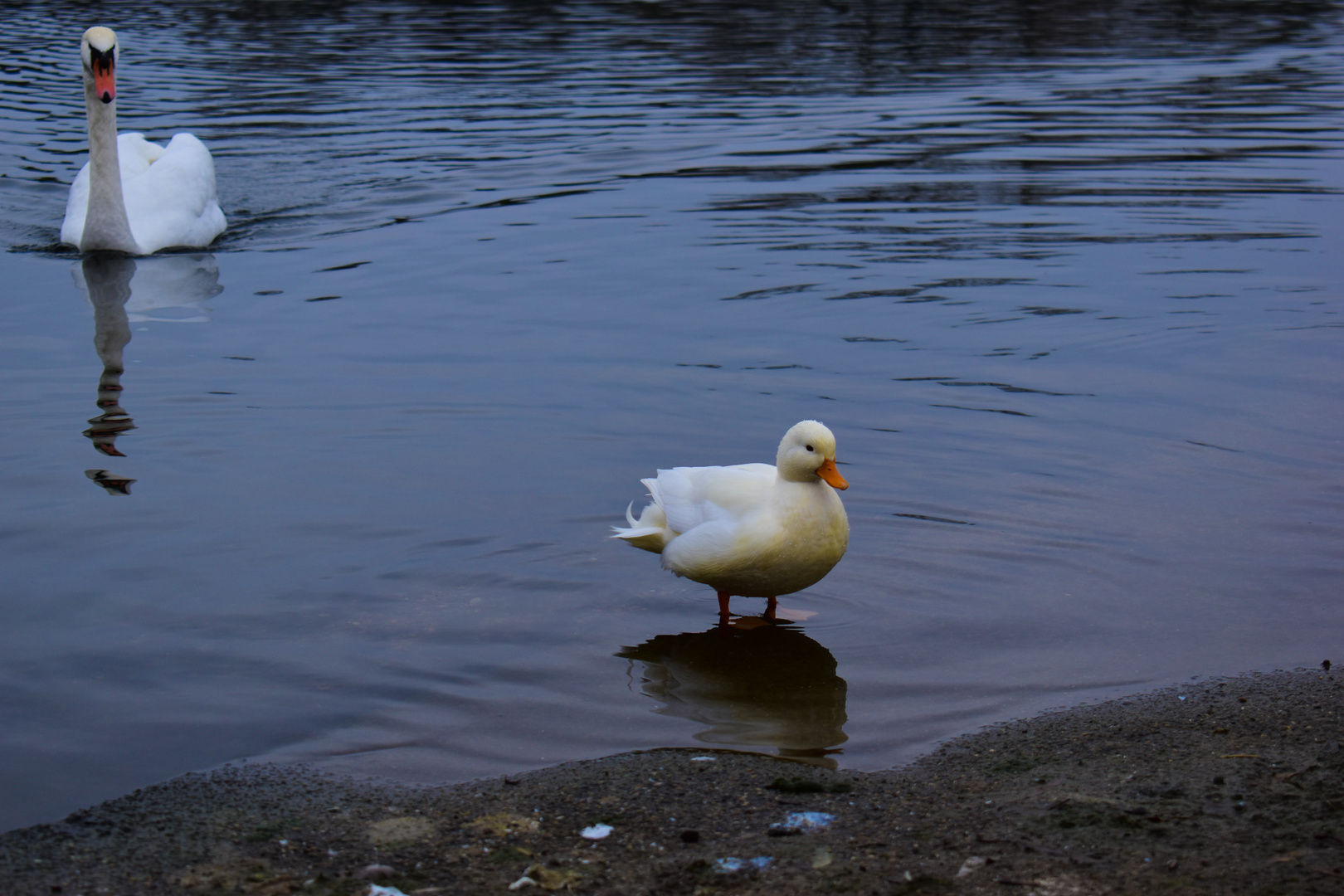 Vogelstangsee Mannheim