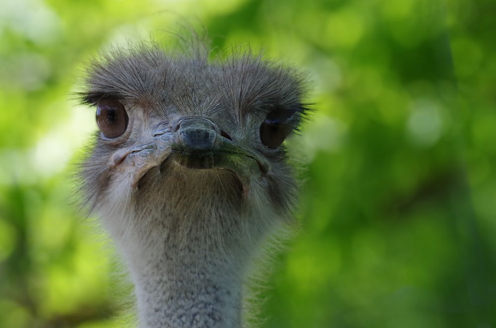 Vogelstrauß Foto & Bild | tiere, zoo, wildpark & falknerei, vögel