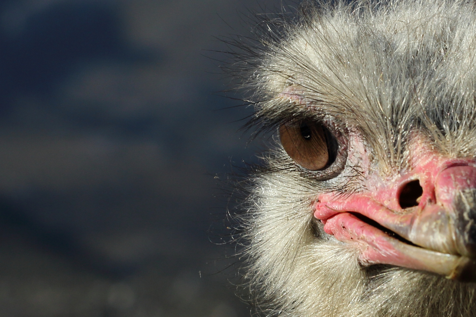 Vogelstrauß close-up