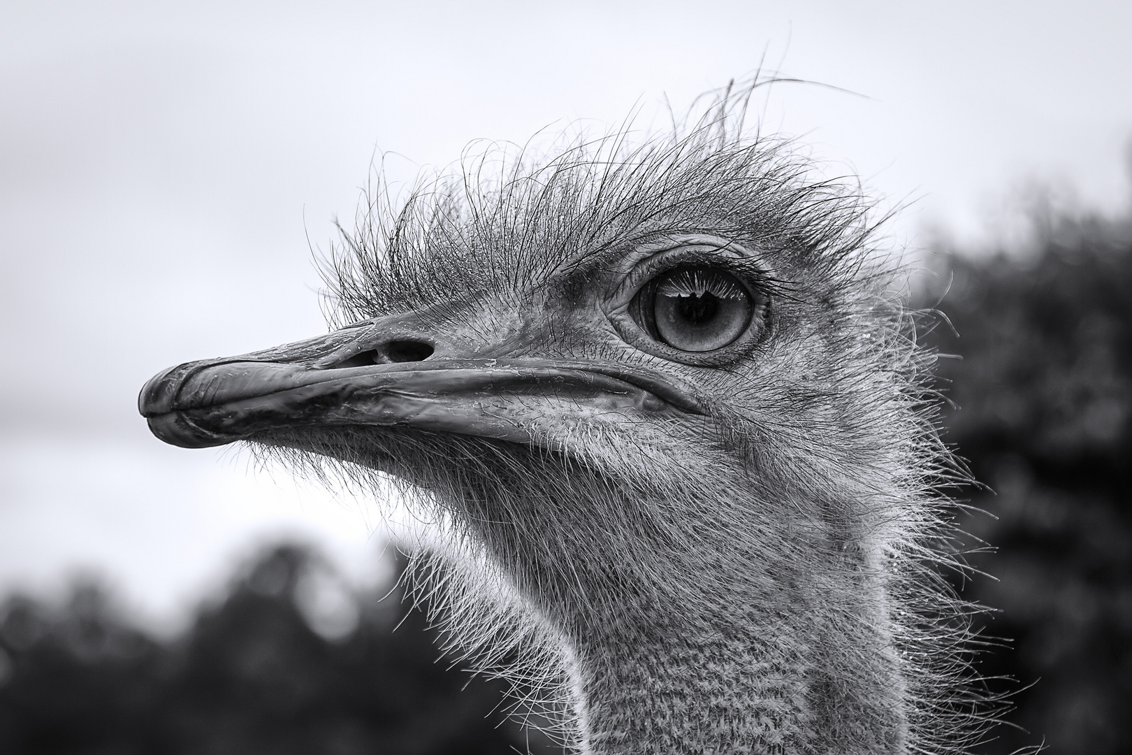 Vogelstrauß