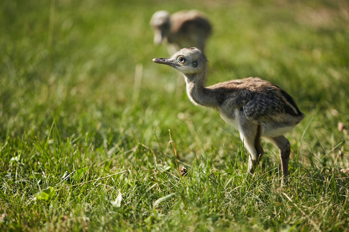 Vogelstrauß-Küken