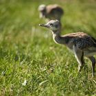 Vogelstrauß-Küken