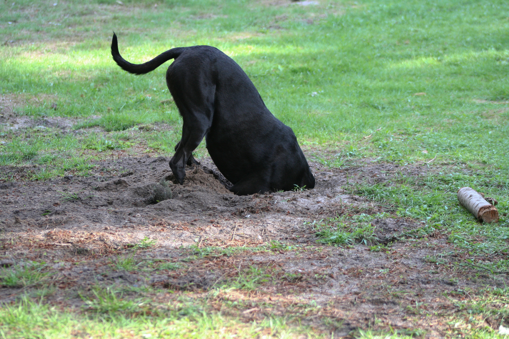 Vogelstrauss oder Hund?