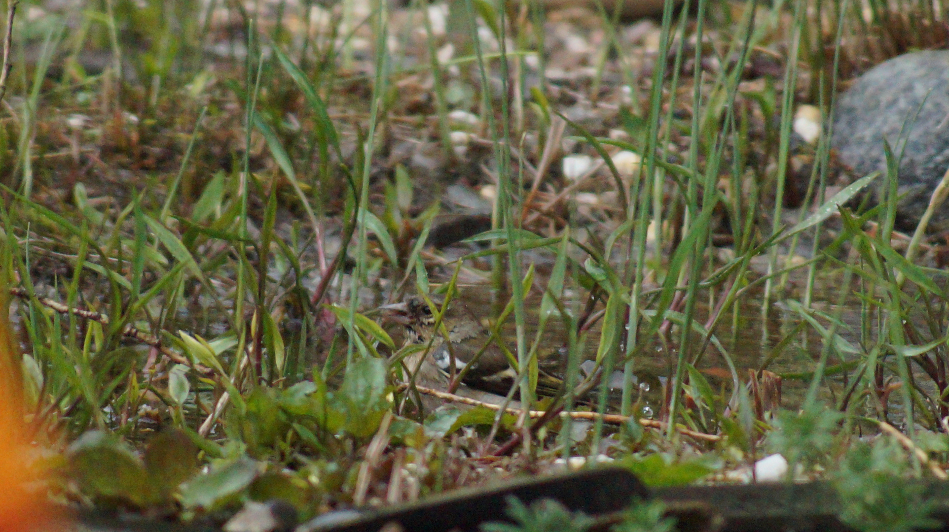 Vogelsuchbild