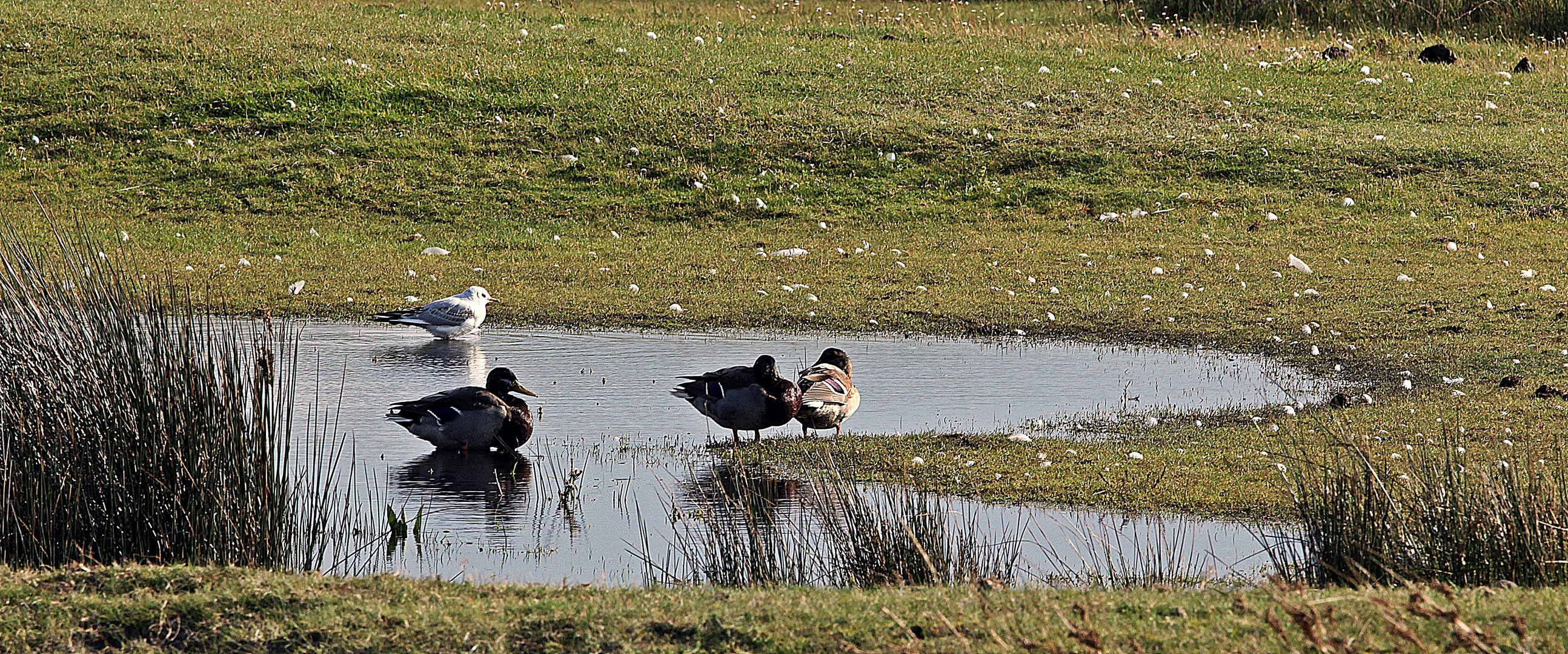 Vogelteich in den Salzwiesen ..