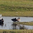 Vogelteich in den Salzwiesen ..